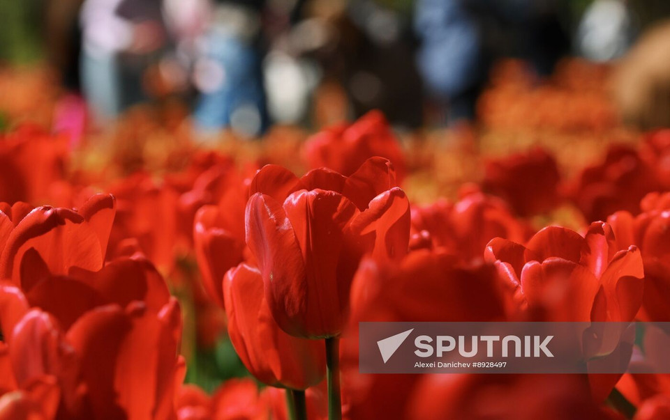 Вид на цветущие тюльпаны во время Фестиваля тюльпанов на острове Елагин в Санкт-Петербурге, Россия. (Фото: Спутник)