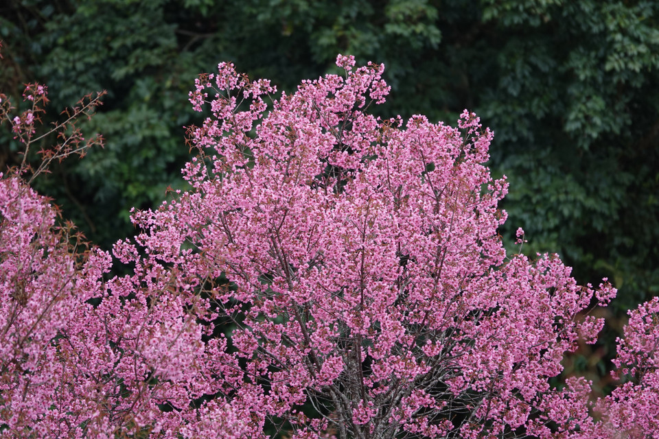 Сверкающие соцветия, раскрывающиеся во всей красе, создают на земле Му-канг-чай поистине живописную природную картину (Фото: ВИА)