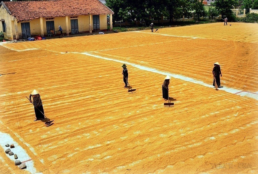 В период 2011–2015 гг. Вьетнам досрочно выполнил многие Цели развития тысячелетия, прежде всего в сфере сокращения бедности. Доля бедных домохозяйств снизилась с 14,2% в 2010 году до менее 4,5% в 2015 году; в бедных уездах — с 58,3% до 28% (Фото: ВИА)