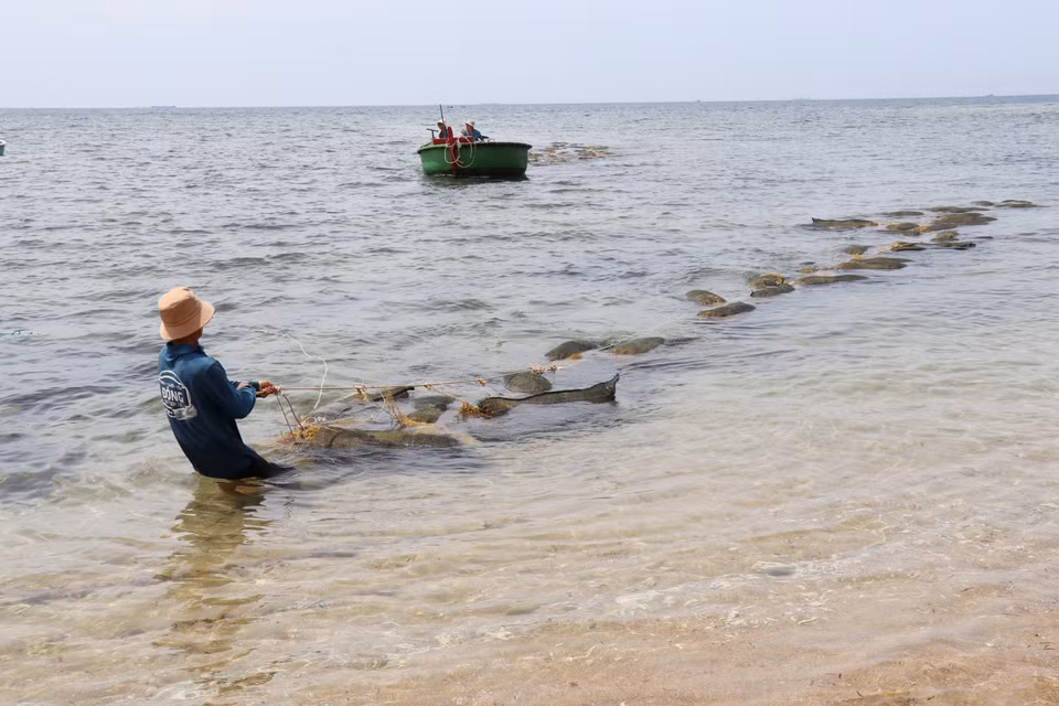 Жители коммуны Виньхай, провинция Кханьхоа, перевозят морские водоросли для доставки на берег (Фото: ВИА)