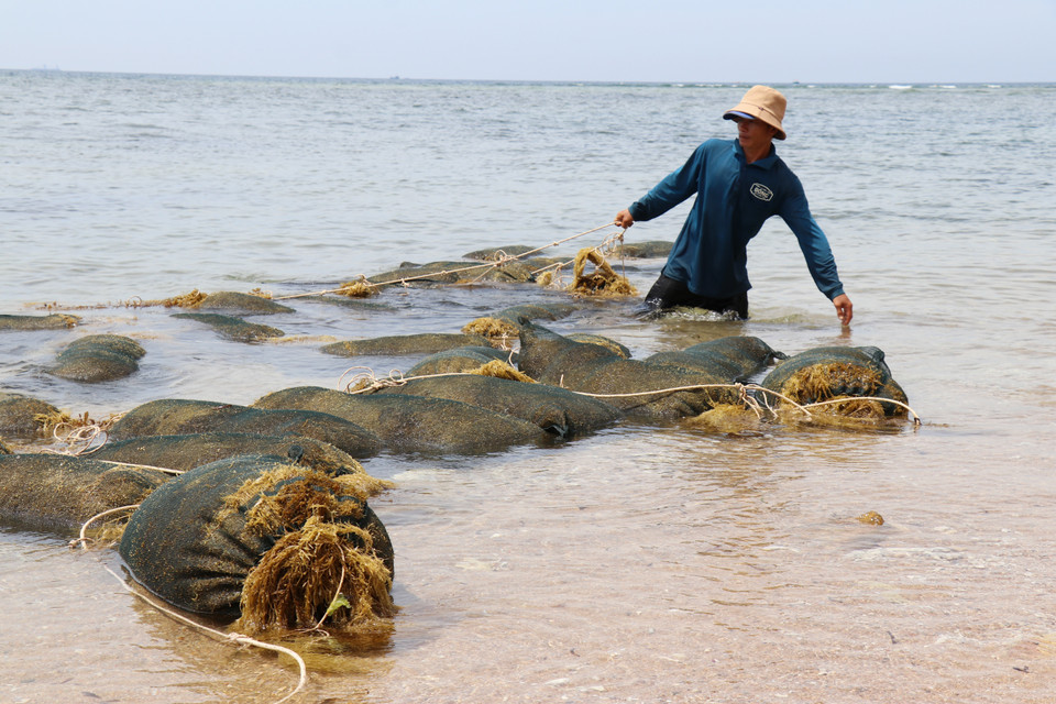 Жители коммуны Виньхай, провинция Кханьхоа, доставляют морские водоросли на берег (Фото: ВИА)