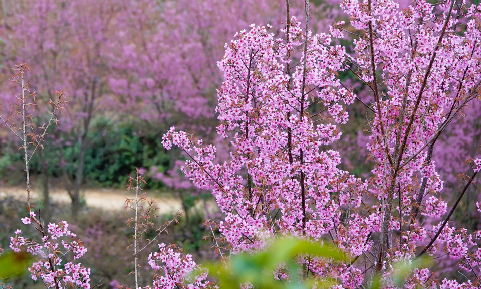 В последние годы с наступлением сезона цветения То-зай в Му-канг-чай ежегодно проводится фестиваль, привлекающий большое количество туристов (Фото: ВИА)