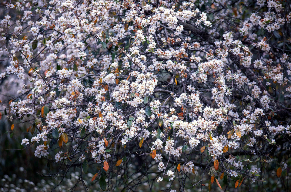 Лес цветущего сонча в деревне Намнгеп, община Нгоктьен (Шонла) (Фото: ВИА)