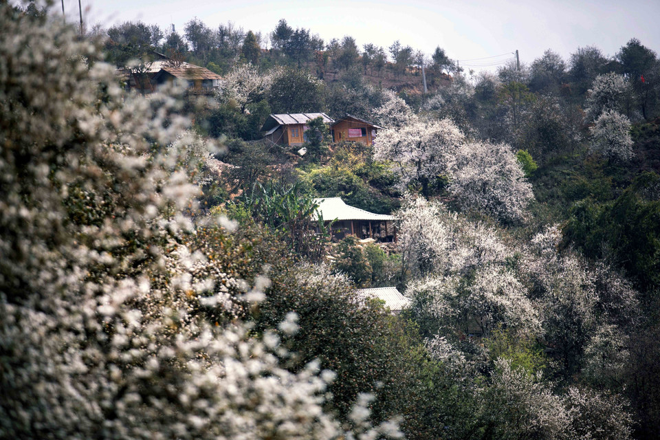 Лес цветущего сонча в деревне Намнгеп, община Нгоктьен (Шонла) (Фото: ВИА)
