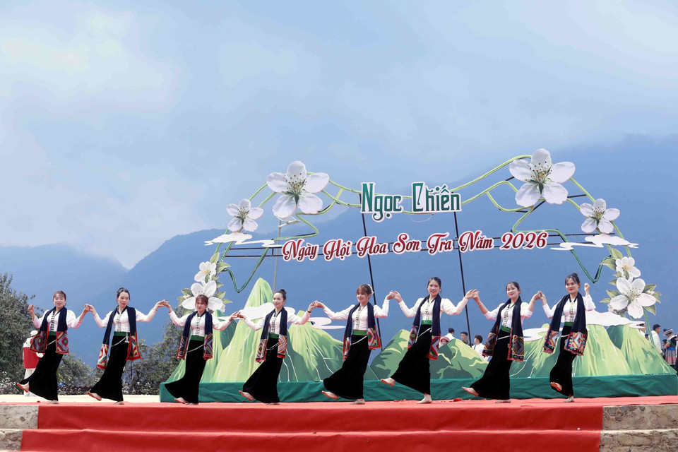 Лес цветущего сонча в деревне Намнгеп, община Нгоктьен (Шонла) (Фото: ВИА)