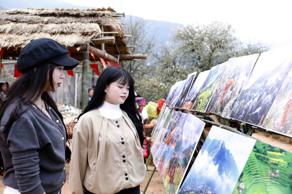 Лес цветущего сонча в деревне Намнгеп, община Нгоктьен (Шонла) (Фото: ВИА)