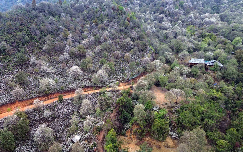 Лес цветущего сонча в деревне Намнгеп, община Нгоктьен (Шонла) (Фото: ВИА)