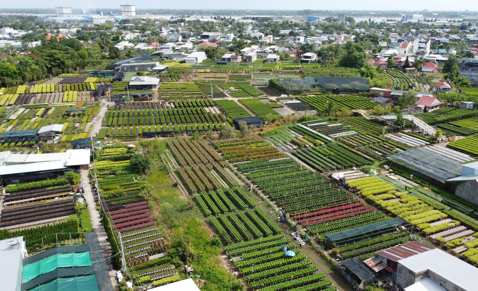 Выращивание цветов на стеллажах является традиционным агротехническим приёмом местных земледельцев цветочной деревни Садек (Фото: ВИА)