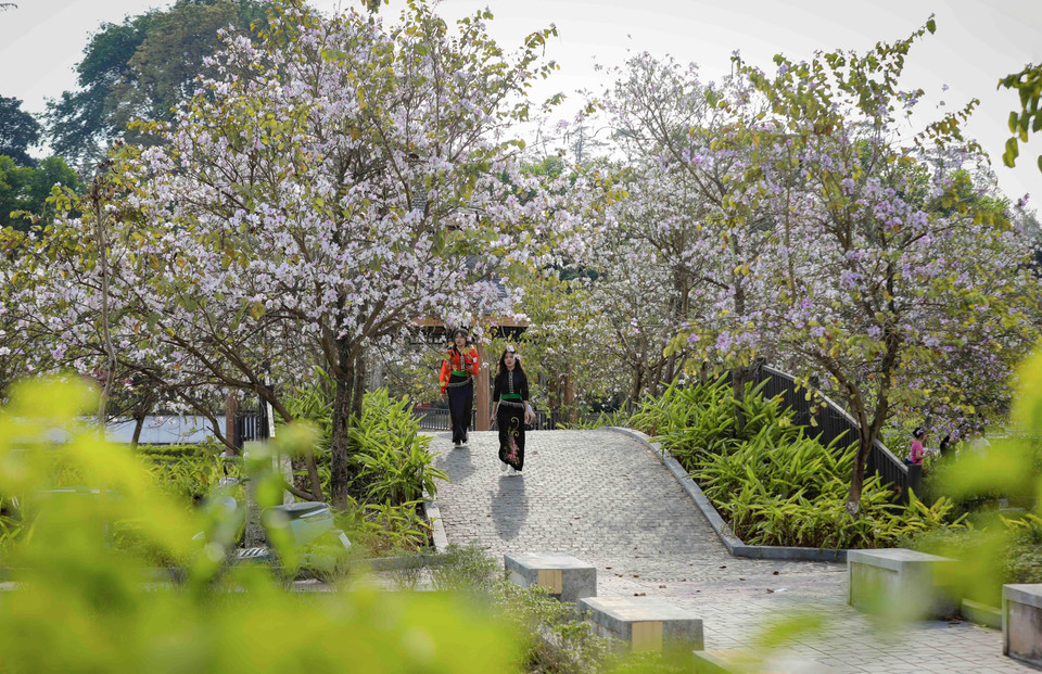 Бановые деревья распускаются и в парке имени Во-тхи-шау квартала Дьенбьенфу (Фото: ВИА)