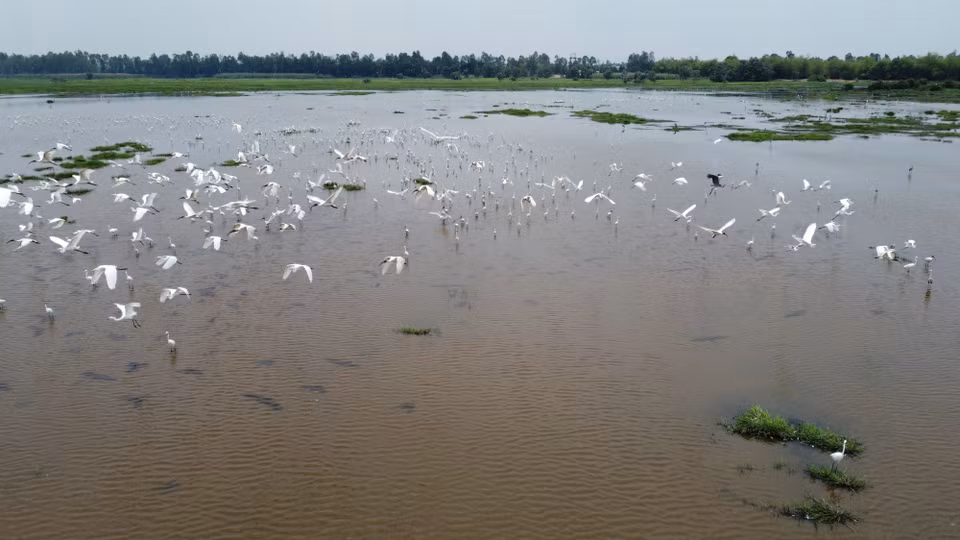 Стаи белых аистов кормятся на водно-болотных угодьях Национального парка Чамчим (Фото: ВИА)