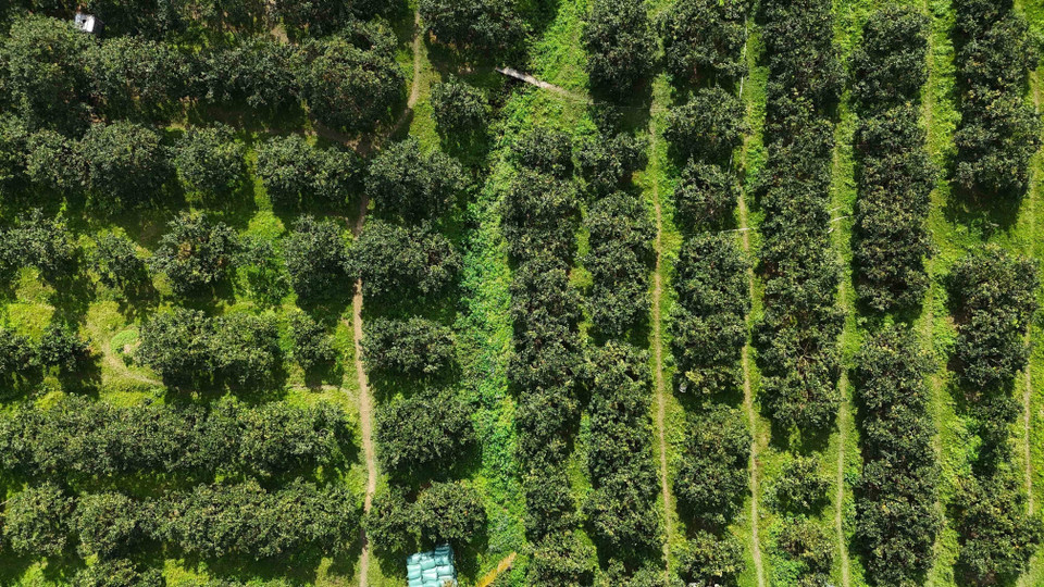 В настоящее время в общине Канлок насчитывается 350 гектаров плантаций хрустящих апельсинов (Фото: ВИА)