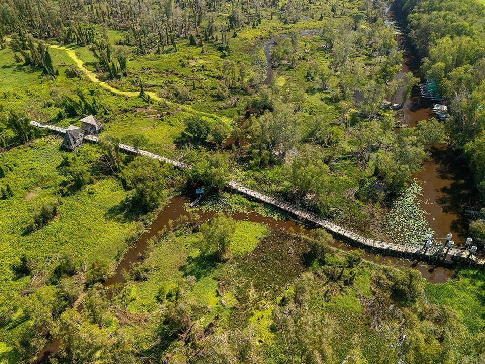 Экотуристическая зона мелалеукового леса Ча-сы (Тиньбьен, провинция Анзянг) площадью 850 гектаров является самым красивым и известным мелалеуковым лесом Вьетнама и входит в систему особо охраняемых лесных территорий страны (Фото: ВИА)
