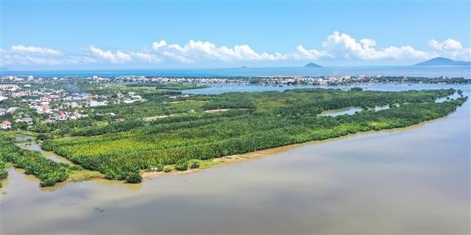 Камтхань занимает особое положение — в месте слияния трёх рек: Тхубон, Чыонгзянг и Локаньзянг, перед их впадением в Восточное море. Это буферная зона биосферного заповедника архипелага Чам – Хойан, обладающая уникальной экосистемой солоноватых вод, богатыми природными ресурсами и выполняющая роль «зелёного лёгкого» всего региона (Фото: ВИА)