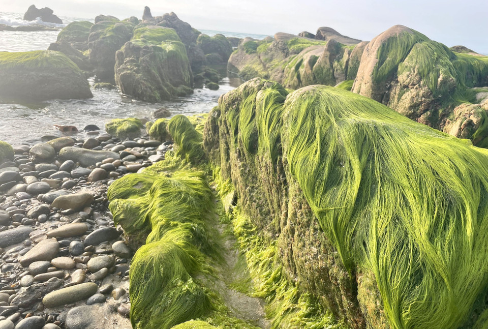Сезон водорослей в Котхать обычно начинается ближе к концу января каждого года (Фото: ВИА)
