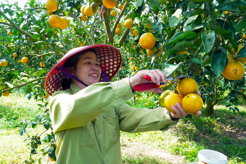 Жители общины Канлок (провинция Хатинь) собирают апельсины (Фото: ВИА)