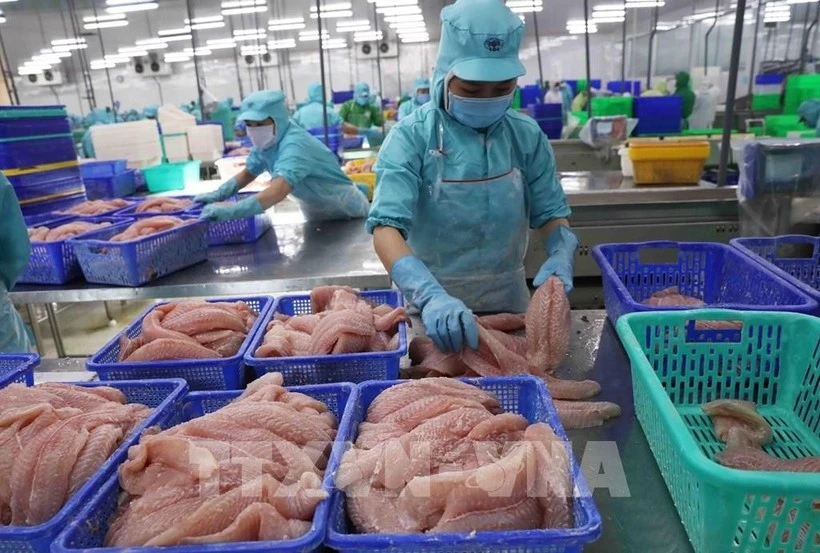 Переработка пангасиуса на экспорт. (Фото: ВИА)