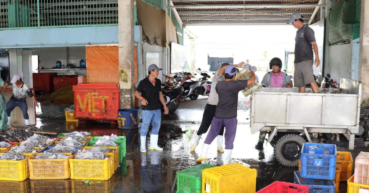 В разгар рыболовного сезона рыбный порт Вамланг обеспечивает работой большое количество местных жителей. Различные виды морепродуктов после сортировки транспортируются к местам потребления и переработки (Фото: ВИА)