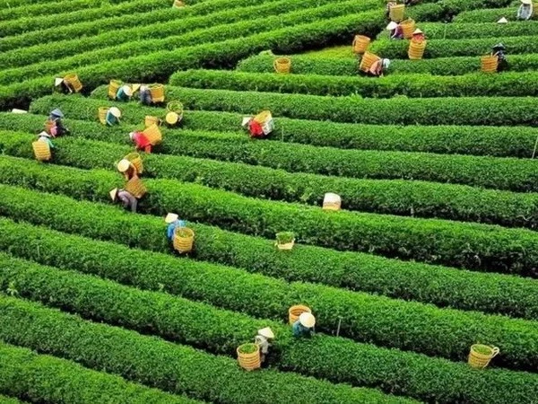 Экспорт чая Вьетнама достиг почти 12 000 тонн в октябре