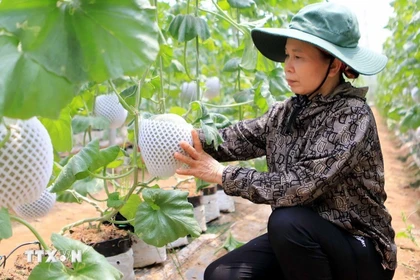 Применение израильских технологий в выращивании дынь обеспечило высокую экономическую эффективность (Фото: ВИА). 