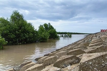 Морская дамба в провинции Камау способствует защите прибрежных лесов, помогает наращивать илистые отмели и снижать уровень эрозии. (Фото: ВИА) 