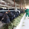 Рабочие кормят коров молотой кукурузой после ферментации с крупной солью и патокой (Фото: ВИА)
