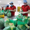 Упаковка экспортной продукции помело сорта «за сянь» на предприятии компании Vina T&T Group в провинции Виньлонг (Фото: ВИА)
