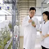 АО Thai Binh Seed является одним из ведущих предприятий Вьетнама в области производства семян сельскохозяйственных культур. Компания владеет авторскими правами на 30 сортов растений (Фото: ВИА)
