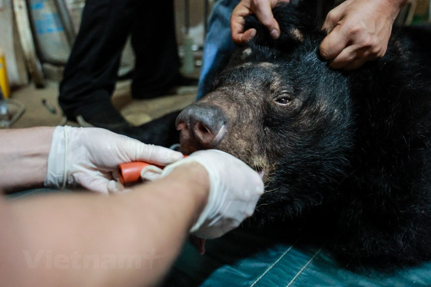 После спасения все три медведя будут помещены в карантин на 30 дней, пока их здоровье будет проверяться, а болезни и травмы лечиться, прежде чем их выпустят в полуестественную среду. В своем отчете, опубликованном 18 июня, организация «Примирение людей и природы» (PanNature) сообщила, что незаконная торговля дикими животными во Вьетнаме не сократилась, несмотря на усилия правительства и партнеров по борьбе с этой эндемической проблемой. Несколько рынков дикой природы все еще открыты и даже продают исчезающие и охраняемые виды. Торговля слоновой костью по-прежнему широко распространена во многих городах и провинциях. Кроме того, разведение диких животных не контролируется строго, как требуется, что потенциально создает множество рисков инфекционных заболеваний. Согласно статистике, в настоящее время во Вьетнаме более 300 тигров содержатся в неволе на фермах и в домашних условиях. Однако фактическое количество тигров, содержащихся в неволе во Вьетнаме, может быть намного больше, чем дает статистика, в том числе и тех, которые разводятся нелегально. (Фото: Вьетнам+).