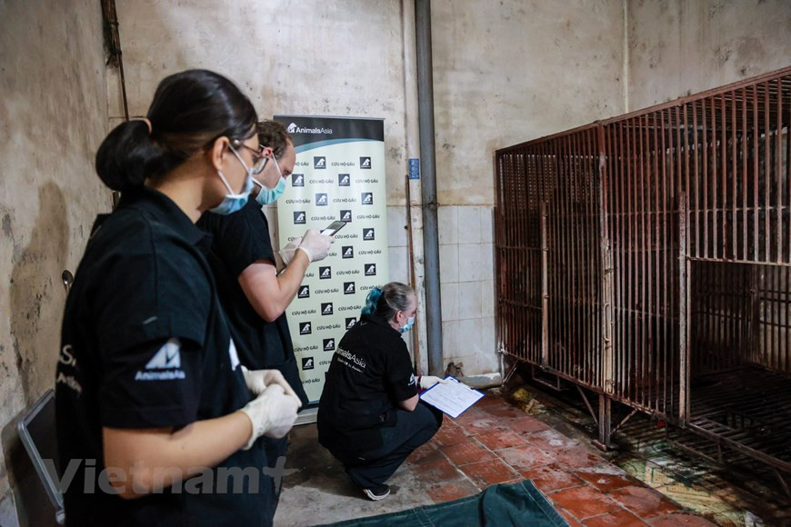 Владелец трех медведей держал пять азиатских черных медведей, но двое уже погибли, и семья решила передать оставшихся Фонду «Животные Азии» после получения поддержки от Подразделения по защите лесов и ENV. Ранее в этом году по случаю Всемирного дня дикой природы 3 марта неправительственная организация “Образование для природы Вьетнама” (ENV) выпустила короткометражный фильм под названием «Разумный выбор», чтобы продвигать использование современной медицины вместо употребление в пищу продуктов диких животных для лечения недугов. Заместитель директора ENV Нгуен Тхи Фыонг Зунг сказала, что в фильме она призывает положить конец браконьерству, торговле и потреблению диких животных во Вьетнаме, поскольку эти действия наносят ущерб как природе, так и людям. Фильм является частью долгосрочного проекта между ENV и Four Paws International, World Animal Protection и правительством Вьетнама по прекращению разведения медведей и содействию защите диких медведей (Фото: Вьетнам+)