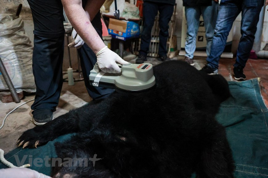 Включая трех медведей, спасенных в Лангшоне, во Вьетнамском центре спасения медведей в настоящее время проживают 189 медведей, которые получают лучшую медицинскую помощь в естественной среде обитания. По данным Агентства по охране природы и биоразнообразия, в стране введены более жесткие меры против нарушителей правил сохранения дикой природы и биоразнообразия. Преступления, связанные с дикой природой, считаются серьезными: осужденным преступникам теперь грозит более суровое наказание и более длительные сроки тюремного заключения в соответствии с поправками к Уголовному кодексу 2015 года (в редакции 2017 года). Нарушителям грозит до 15 лет тюремного заключения и штрафы в размере до 15 млрд. донгов (более 650.000 долл. США), причем штрафы будут увеличиваться в зависимости от количества проданных животных (Фото: Вьетнам+).