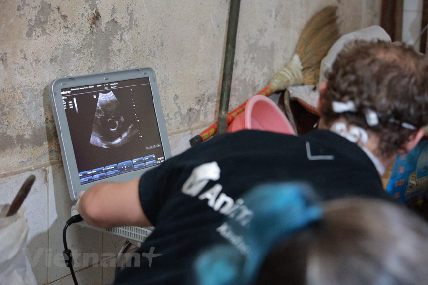 Перед отправкой в центр спасения медведей в провинции Виньфук, у медведей тщательно проверяют здоровье. В ответ на призыв природоохранных организаций к более строгим правилам торговли дикой природой для предотвращения будущих пандемий 23 июля 2020 года премьер-министр издал Директиву 29 / CT-TTg о неотложных мерах по ужесточению управления дикой природой. В период с 2015 по 2020 год около 73% дел о незаконном обороте дикой природы были переданы в суд. Уголовный кодекс 2015 года привел к увеличению средних сроков тюремного заключения за преступления против дикой природы в последующие годы до 5,29 лет в 2018 году и 4,49 лет в первой половине 2020 года по сравнению с 1,25 годами в 2017 году. (Фото: Вьетнам+)