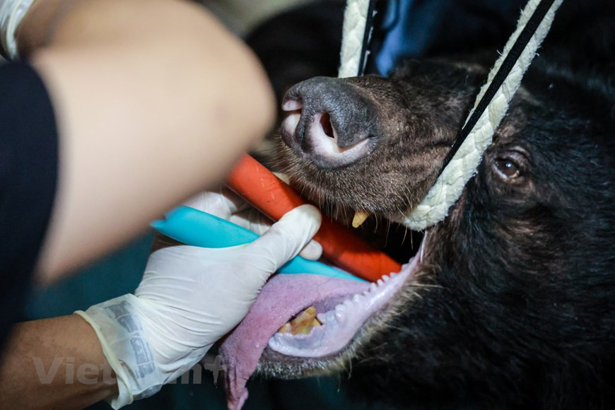 После того, как медведей выводят из клеток, их здоровье проверяют врачи, а затем отправляют во Вьетнамский центр спасения медведей в провинции Виньфук. Согласно ENV, обнаружение нарушений и конфискация запрещенных товаров, связанных с дикими животными, является первоначальным успехом, но это полезно только при помощи в расследовании дел преступных группировок и главарей. за последние 5 лет в борьбе с преступлениями против диких животных во Вьетнаме произошли положительные изменения, а также значительно увеличилось раскрытие и рассмотрение уголовных дел, связанных с дикими животными. Тем не менее, по-прежнему существует множество проблем, влияющих на борьбу с преступлениями против диких животных, такими как коррупция; расследование дел и выявление преступных групп, причастных к незаконной торговле и транспортировке диких животных; случаи расследовании нарушений в приграничных районах, особенно в морских портах и аэропортах, незначительны. (фото : Вьетнам+)