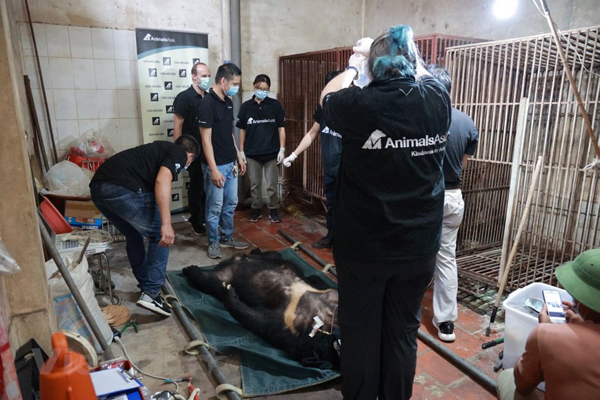 С начала 2021 года Вьетнамский центр спасения медведей, расположенный в северной провинции Виньфук, взял на себя заботу о 8 азиатских черных медведях. Вьетнам является одной из сторон, подписавших Конвенцию о биологическом разнообразии, Конвенцию о международной торговле видами дикой фауны и флоры, находящимися под угрозой исчезновения, Конвенцию 1989 года о водно-болотных угодьях международного значения и Конвенцию Организации Объединенных Наций по борьбе с опустыниванием. Страна также активизировала двустороннее и многостороннее сотрудничество в области охраны дикой природы, например, подписав в 2012 году соглашение с Южной Африкой о прекращении незаконной торговли рогами носорога. Оценивая ситуацию с торговлей тиграми во Вьетнаме, г-жа Буй Тхи Ха, заместитель директора ENV, сказала, что теперь существуют строгие приговоры за преступления, связанные с тиграми, особенно с даты вступления в силу Уголовного кодекса. (Фото: Вьетнам+)