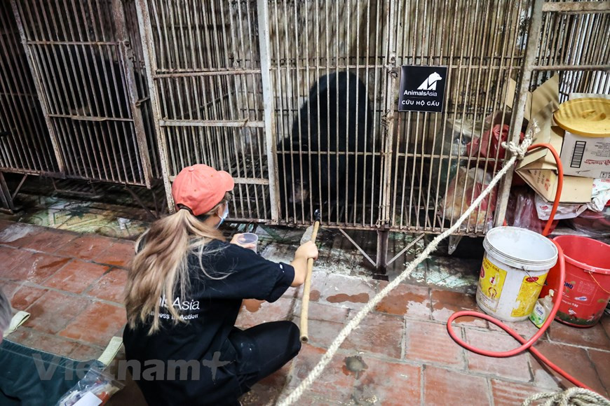 Спасение последних трех медведей из неволи в провинции Лангшон рассматривается как веха в усилиях соответствующих агентств и организаций по охране дикой природы, направленных на прекращение выращивания медведей ради желчи во Вьетнаме. В интервью Вьетнамскому информационному агентству накануне Всемирного дня дикой природы (3 марта) заместитель директора ENV Буй Тхи Ха сказал, ситуация с торговлей и потреблением диких животных во Вьетнаме в последнее время развивается сложным образом. В частности, в 2020 году в национальной базе данных ENV, касающихся нарушений диких животных, было зафиксировано 2.907 нарушений, из которых общее количество единичных нарушений было намного большим. Это почти вдвое выше, чем в 2019 году. Среди нарушений, связанных с дикими животными, незаконная реклама и продажа диких животных составили большинство случаев (1.956); далее следуют 863 случая незаконного содержания диких животных в неволе и 98 случаев незаконной торговли и транспортировки диких животных. В частности, преступления связаны с обезьянами (584 случая), медведями (395 случаев), тиграми (390 случаев), слоновой костью (401 случай) и панголинами (109 случаев). (Фото: Вьетнам+).