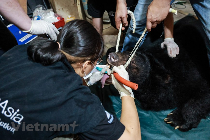 Поскольку медведей держали в клетках, команда спасателей должна обезболить животных, чтобы вывести их. Заместитель директора ENV Буй Тхи Ха отметила, что, хотя правовая система по сохранению и устойчивому развитию диких животных была постепенно завершена, нарушения, связанные с дикой природой, остаются сложными в некоторых местах, создавая более высокий риск исчезновения многих диких видов в природе и отрицательно влияя на экологию, баланс, здоровье человека и престиж Вьетнама в мире. В 2020 году ENV зарегистрировала 2.907 нарушений, связанных с дикой природой, что почти вдвое больше, чем в 2019 году. Обезьяны, медведи, тигры, слоны и ящеры относятся к числу видов, причастных к нарушениям. ENV экологического просвещения выпустил отчет на тему “Борьба с преступлениями против диких животных во Вьетнаме”, в котором зафиксированы довольно позитивные изменения и жесткая позиция компетентных органов, занимающихся судебными разбирательствами по уголовным делам, связанным с дикими животными. (Фото: Вьетнам+)