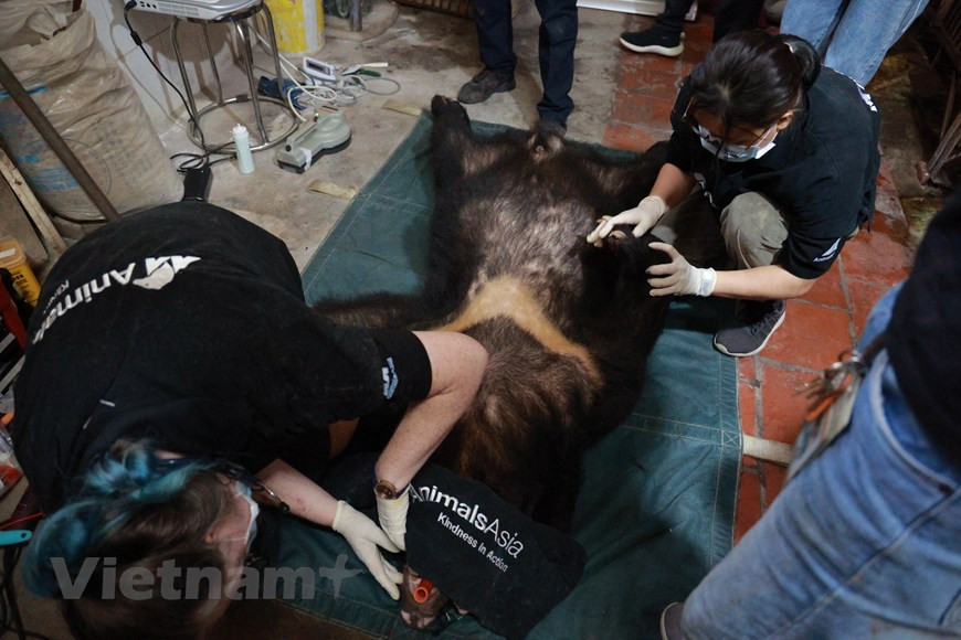 10 дней назад Фонд «Животные Азии» также получил четырех азиатских черных медведей из Центрального цирка в Ханое. Вьетнам предпринял долгосрочные и последовательные усилия по укреплению правоохранительных органов для защиты дикой природы и биоразнообразия, и улучшения условий жизни людей, пострадавших от деградации биоразнообразия. Преступления, связанные с дикой природой, считаются серьезными: осужденным преступникам теперь грозит более суровое наказание и более длительные сроки тюремного заключения в соответствии с пересмотренным Уголовным кодексом 2015 года. В июле прошлого года премьер-министр Нгуен Суан Фук издал Директиву № 29 о неотложных мерах по ограничению торговли и потребления дикой природы, запретив ввоз живых диких животных и продуктов дикой природы, строго запретив рынки дикой природы и охоту, транспортировку, забой, продажу, покупку, хранение, потребление или рекламу продуктов дикой природы, в том числе онлайн-продажи (Фото: Вьетнам+) 