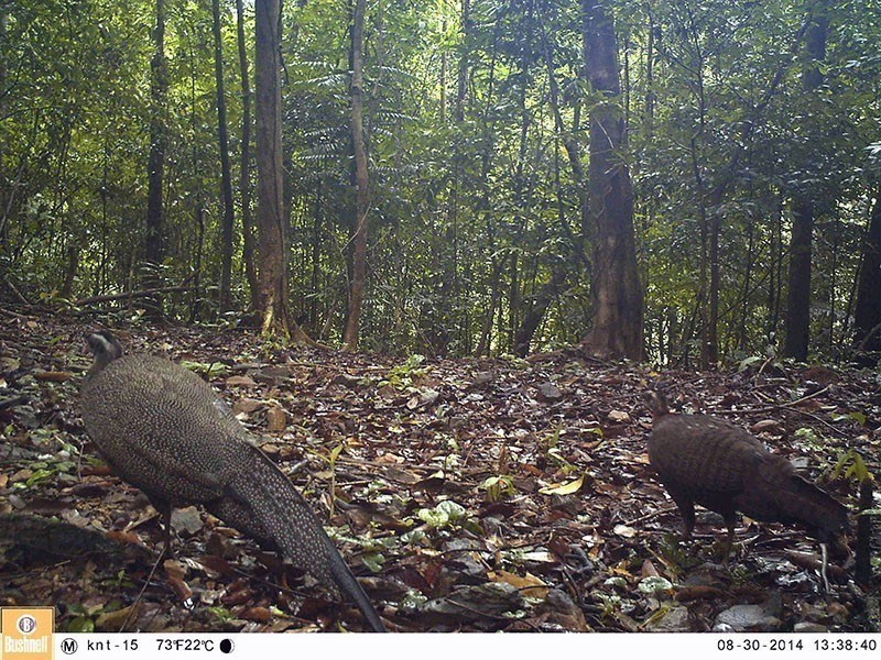 Вьетнамский гребенчатый аргус (Rheinardia ocellata) был заснят фотоловушкой в биосферном заповеднике Донг Чау - Кхе Ныок Чонг. (Фото: ВИА)