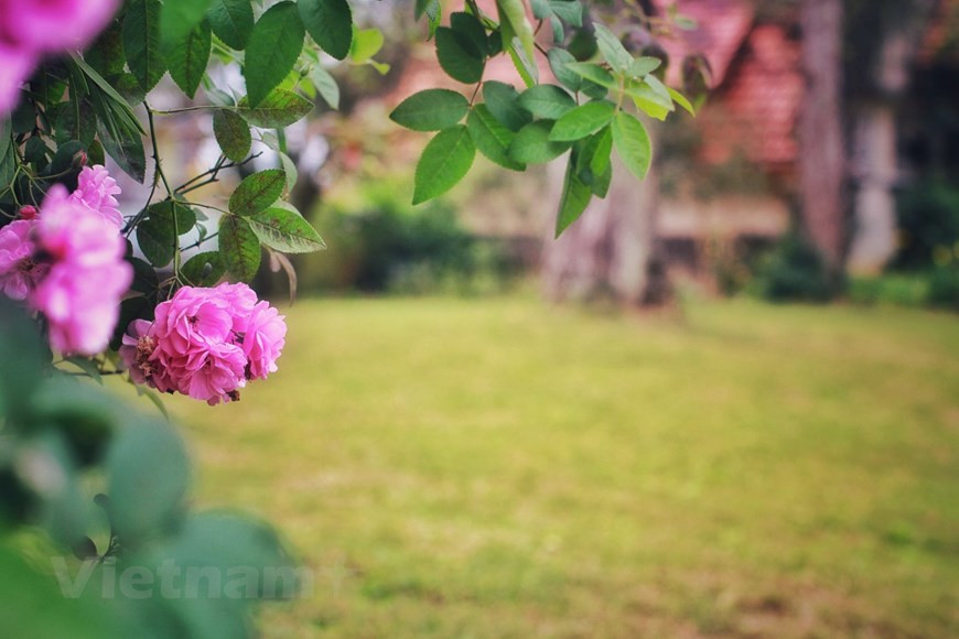 Расположенный на плато на высоте около 1.500 м над уровнем моря, Далат позволяет насладиться прохладной погодой круглый год, которая контрастирует с тропическим климатом Вьетнама. Далат - один из крупнейших цветочных регионов Вьетнама, ежегодно производящий около 3 млрд. цветов, 10% из которых экспортируются на зарубежные рынки, включая Японию, Южную Корею, Тайвань, Австралию и материковый Китай. Далат также называют «Маленьким Парижем», учитывая его колониальное положение в качестве летнего убежища для французских чиновников, которые строили виллы на холмах, чтобы избежать жары и влажности низменностей. Список мировых направлений для цветов включает Амстердам в Нидерландах, Фуншал в Португалии, Грамаду в Бразилии, Камерон в Малайзии, Кордову в Испании, Викторию в Канаде, Тувумбу в Австралии и Стамбул в Турции. (Фото: Vietnam+) 