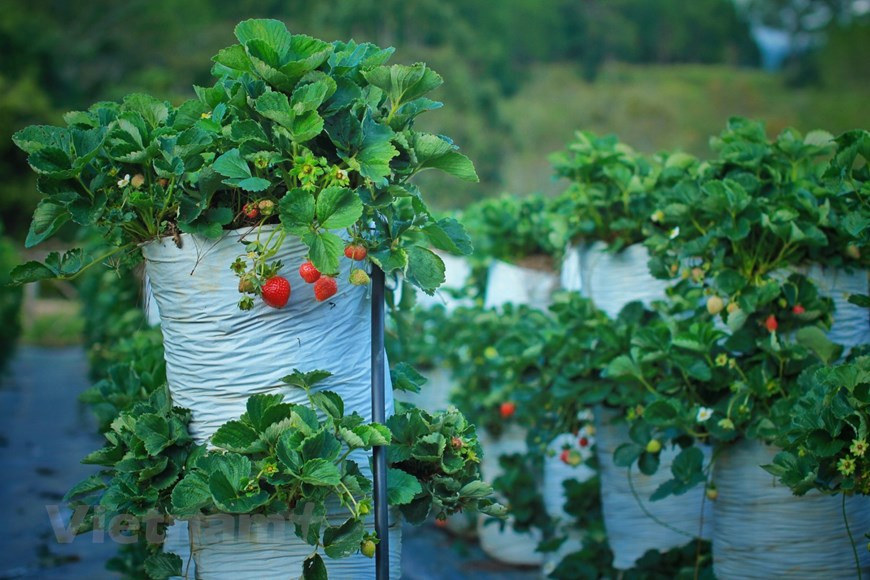В дни фестиваля Далат по истине стал городом-парком. Его улицы, парки и общественные места были украшены более чем 400.000 цветочных горшков и клумбами. От общего праздника не отстали жилые дома и государственные учреждения. Помимо цветов местного производства, сюда на праздник садоводов и цветоводов были привезены и цветы из других городов, таких как Ханой, Хошимин и 18 провинций Вьетнама, а также импортные цветы из Японии, Нидерландов, Швеции, Кореи, Таиланда. Туристы и гости города имели хорошую возможность не только полюбоваться цветами, но и поближе познакомиться с местной культурой, так как в рамках фестиваля были организованы различные мероприятия, каждое из которых отличалось своей интересной тематикой и оригинальностью, и поэтому произвело глубочайшие впечатления на участников и зрителей. (Фото: Vietnam+) 