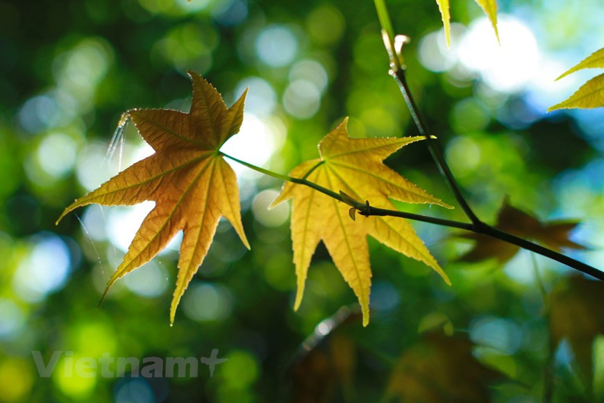 Начиная с 1938 года, когда была отмечена волна переселенцев из деревень известных цветоводов в пригороде Ханоя, таких как Нгитам и Куангба, в Далате начали выращивать цветы на продажу. В настоящее время в Далате насчитывается более десяти компаний и порядка трех тысяч семейных хозяйств, специализирующихся на выращивании и продаже цветов на внутреннем и международном рынке. Ежегодно экспортный оборот Далата составляет более 3 млн. долларов США, а в недалеком будущем ожидается, что эта цифра вырастет до 10 млн. долларов США. Часто известный как город тысячи цветов, Далат является домом для различных цветочных парков, ферм и фестивалей, каждый из которых украшает город яркими цветами и богатыми зелеными пейзажами, - сообщает американское туристическое агентство онлайн-бронирования Booking.com. (Фото: Vietnam+) 