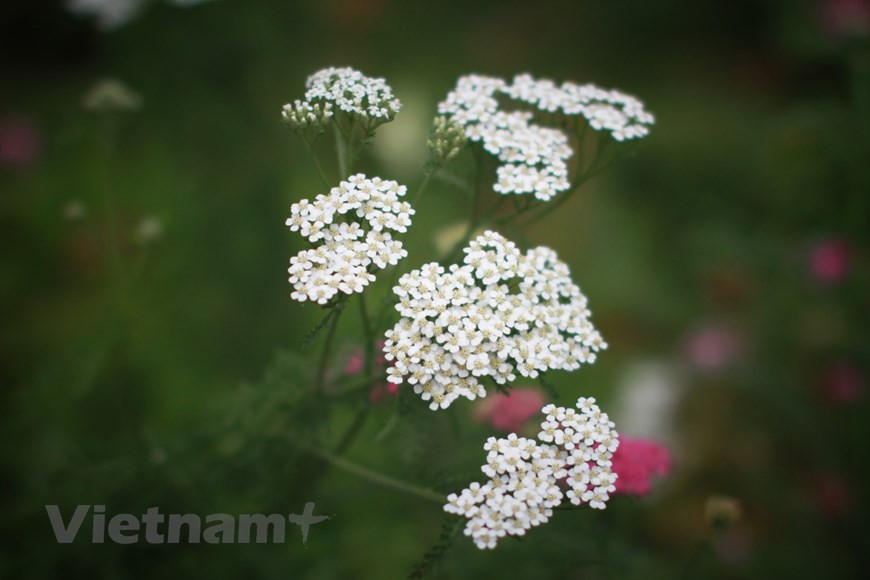 Цветочная деревня Хаодонг. Цветочная деревня Хаодонг расположена всего в 2 км к западу от центра города Далат, поэтому это идеальное место для тех, кто любит погрузиться в море ярких цветов. Цветочная деревня Хаодонг считается первой цветочной деревней и традиционной ремесленной деревней города Далат, основанной 75 лет назад 35 семьями из пригорода Ханоя. Цветочная деревня Хаодонг расположена на относительно плоской местности с пологими склонами холмов, плодородной почвой и стабильными источниками воды. Первоначально растениями здесь были в основном клубника, овощи, хризантемы, лилии и гладиолусы, но теперь в цветочной деревне Хаодонг появилось много новых сортов, таких как орхидеи, хурма и маргаритки. Далат находится среди лучших направлений для любителей цветов по версии Booking.com. (Фото: Vietnam+)