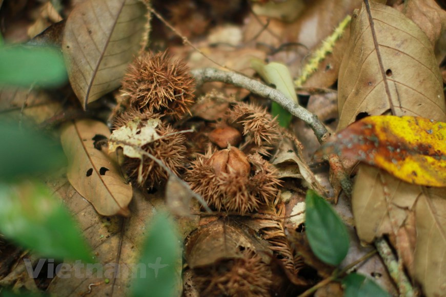 Кафе Цветочное поле F. «Кафе Цветочное поле F» расположено в конце перевала Мимоза с видом на зелень и красивую цветущую долину. Цветочное поле F является очень привлекательным туристическим направлением и прекрасным местом для фотоохоты, а также одним из лучших цветочных полей лаванды в Далате. Приехав сюда, вы насладитесь романтическим вкусом настоящего цветочного города. Помимо любования цветами и фотографирования, вы можете отдохнуть в кафе, которое находится посреди огромного цветочного поля. Цветочный сад Миньтам, расположенный на территории роскошного отеля Minh Tam, занимает площадь 18 га в окружении сосен. Первоначально это была большая вилла французов. Поэтому дизайн и архитектура домов вокруг сада до сих пор несут в себе европейский стиль и немного ностальгии. Это место очень подходит, если вам нравится роскошное пространство, где вы можете полюбоваться множеством ценных цветов, таких как гвоздики, мимозы с серебряными листьями, розы и бесчисленное множество ярких цветов. Если вы хотите остановиться в доме посреди цветника, стоимость номера начинается от 1.300.000 донгов за ночь. (Фото: Vietnam+) 