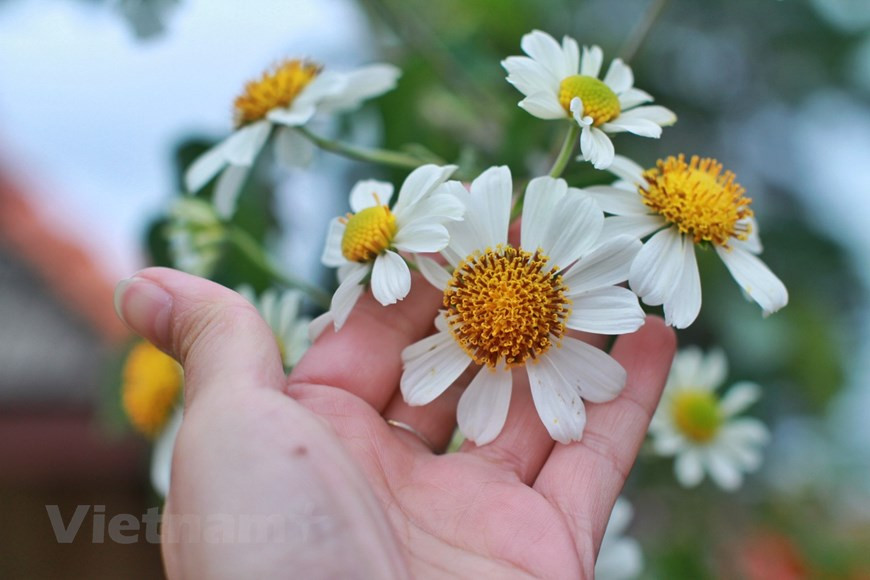 Поля диких цветов. Одним из знаменитых цветочных полей Далата, о котором следует упомянуть, является поле цветов анемона. Хотя это всего лишь полевой цветок, он стал одним из символических цветов Далата, и поля, заполненные этими полевыми цветами, очень красивы. Полевые цветы начинают цвести в конце октября - начале ноября. Вам будет приятно погрузиться в желтое поле диких анемонов. Дикие анемоны Далата - это цветы, не выращенные в саду, поэтому вы увидите, как эти дикие цветы разбросаны по дорогам и холмам, создавая привлекательные пейзажи этого города мечты. Некоторые из мест, где вы можете увидеть дикие анемоны Далата, включают скоростную автомагистраль Лиенкхыонг, озеро Туентуен, Глиняный туннель, дворец Баодай, перевал Пренн, аэропорт Лиенкхыонг, аэропорт Камли, дорога в Танунг и множество других мест. (Фото: Vietnam+) 