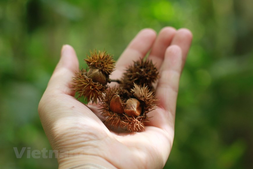 Советы путешественникам в Далате. Поскольку многие цветочные деревни Далата расположены за городом, вы можете исследовать их, а также другие туристические достопримечательности, составив свой собственный маршрут поездки и забронировав частный автомобиль в Далате. Если вы хотите погрузиться в природный ландшафт и насладиться прохладным свежим воздухом, не упустите шанс испытать ночевку в кемпинге в Далате. Далат - это не только прохладная погода и цветочные поля, город также предлагает широкий спектр семейных мероприятий, которые сделают всех счастливыми. Если вы знакомы с нежной стороной Далата, проверьте самые красивые места, чтобы увидеть панораму Далата с высоты. Эти места покажут вам, насколько величественен Далат. Все любители природы и искатели адреналина не должны пропустить лучшие приключения в Далате. (Фото: Vietnam+) 