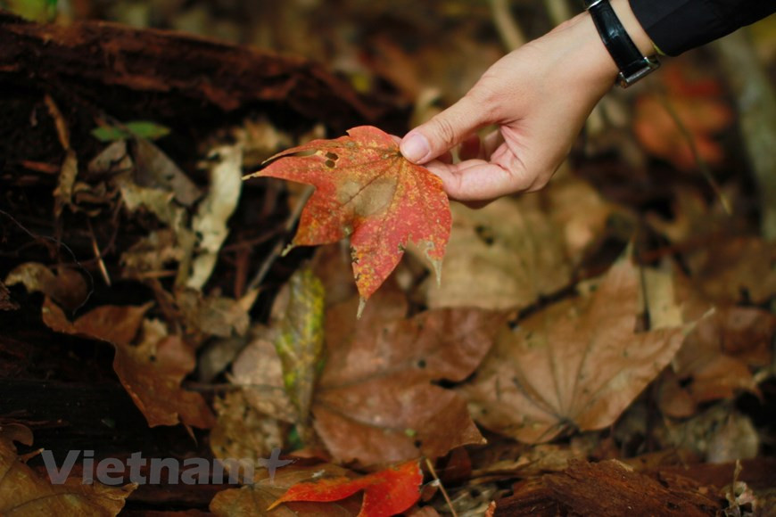 Расположенный на довольно большой высоте над уровнем море город Далат отличается прохладным умеренным климатом, идеально подходящим для выращивания цветов, как местных, так и импортных сортов из стран умеренных климатических поясов. Согласно имеющимся данным, первым импортным сортом цветов, который начали выращивать в Далате еще в конце XIX века, когда город только-только был построен, стала французская красная роза. В настоящее время в цветоводческих хозяйствах города выращиваются сотни видов цветов, импортированных из стран Азии, таких как Китай, Япония, Индия и Таиланд, и Европы, таких как Франция, Нидерланды, а также из Африки, Америки и Австралии. В начале XX века цветы стали выращивать в садах на виллах, в скверах около зданий государственных учреждений и на городских клумбах. (Фото: Vietnam+) 
