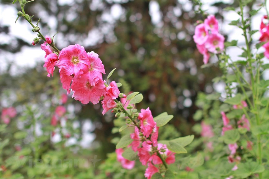 Цветочная деревня Тайфьен. Цветочная деревня Тайфьен находится примерно в 10 км к северо-востоку от центра Далата. По сравнению со многими районами этого высокогорного города, Тайфьен имеет равнинную местность, плодородную почву и воду из ручьев, ведущих к озеру Тантхо, что делает этот район очень удобным для выращивания цветов. Цветочный сад Тайфьен известен как традиционная деревня выращивания цветов. Приехав в цветочную деревню Тайфьен в любое время года, вы будете поражены сотнями теплиц, в которых выращивают яркие цветы. Вы можете увидеть разнообразные цветы, привезенные из Франции, Японии, Индонезии и Нидерландов. В дневное время Тайфьен сверкает тысячами цветущих цветов. Ночное время также привлекательно из-за мерцающей красоты желтых огней, сияющих в темноте. Ночью вы можете полюбоваться видом издалека, проведя вечер в одном из кафе с видом на цветочный сад. (Фото: Vietnam+) 