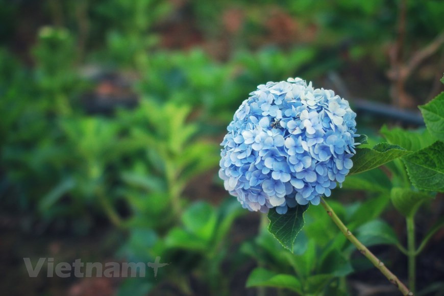 Вишневый цвет в Далате. Если вы любитель цветов, но не посетили сезон цветения сакуры в Далате, будет очень жаль. В конце декабря, готовясь вступить в Новый год, многие дороги, склоны холмов или районы вдоль озера Далат усыпаны цветами сакуры и окрашены в розовый цвет. Такой красивый пейзаж появляется в районе озера Суанхыонг, на улицах Фан Динь Фунг, Чан Хынг Дао и некоторых других центральных улицах. Чтобы получить красивые снимки, нужно правильно выбрать пункт назначения. Далат находится среди лучших направлений для любителей цветов по версии Booking.com. Расположенный на плато на высоте около 1.500 м над уровнем моря, Далат позволяет насладиться прохладной погодой круглый год, которая контрастирует с тропическим климатом Вьетнама. (Фото: Vietnam+) 