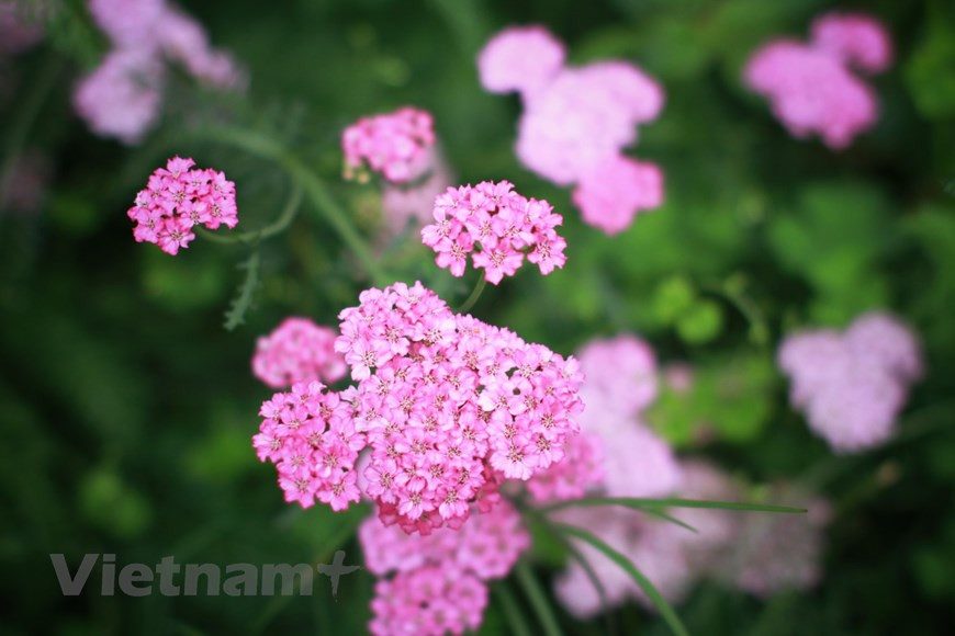 Цветочная деревня Вантхань. В дополнение к двум старейшим цветочным деревням Тайфьен и Хаодонг, Далат также является домом для другой очень известной цветочной деревни - Вантхань. Это крупнейшая цветочная деревня города, расположенная примерно в 3 км от центра города. В настоящее время цветочная деревня Вантхань имеет площадь более 200 га, где красиво цветут тысячи видов цветов, особенно розы. Хотя местность крутая и холмистая, это место по-прежнему является основным поставщиком цветов во всем городе Далат. Приехав в цветочную деревню Вантхань, у вас будет возможность посетить цветочные оранжереи, послушать легенды о цветах, а также узнать о приемах и методах выращивания цветов у опытных цветоводов. Вы «потеряетесь» в стране цветов не только среди роз, но и среди других цветов, таких как белые ромашки, герберы, гвоздики и бегонии. Есть еще клубничный сад. (Фото: Vietnam+) 