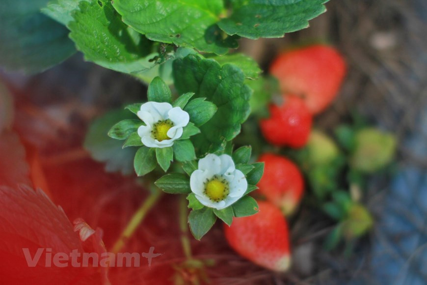 Далат называют «городом тысячи цветов», так как здесь цветы распускаются круглый год. Однако весной по лунному календарю они самые пышные и красивые: жёлтые цветы декоративного абрикоса, белые цветы баухинии, красная сакура и разноцветные розы во всей красе под тёплыми лучами солнца. Чтобы полюбоваться всеми этими великолепными созданиями природы, вам нужно лишь посетить Городской парк цветов Далата. В настоящее время Городской парк цветов Далата является крупнейшим во Вьетнаме музеем цветов под открытым небом – здесь выращивают сотни видов цветов. Площадь парка составляет примерно 7 тысяч квадратных метров; он находится на берегу озера Суанхыонг, что в переводе на русский язык означает «аромат весны». Даже вход в парк уникален: он представляет собой грандиозную арку из сотен цветочных горшков. (Фото: Vietnam+) 