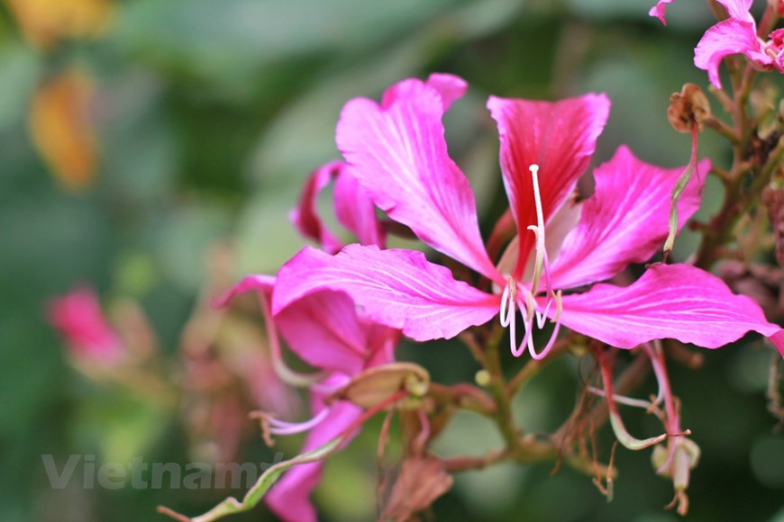 Цветочные сады Далата. Цветочные сады Далата или городской цветочный сад расположены прямо в центре города, рядом с озером Суанхыонг. Это место является одним из туристических направлений, которые вы должны посетить в Далате, особенно весной. Территория цветочных садов Далата огромна и разделена на множество различных зон, включая выставочную площадку для цветов, питомник, оранжерею, сад статуй и развлекательный центр. Самое уникальное место в цветочных садах Далата — это зона выставки цветов. Здесь собрана чрезвычайно большая коллекция цветов, более 300 видов красивых и редких цветов, высаженных особым образом.В саду статуй, который расположен на невысоком холме справа от входа цветочного сада, вы также можете насладиться панорамным видом на озеро Суанхыонг, кофе Биккау и цветочный сад города Далат сверху. (Фото: Vietnam+) 